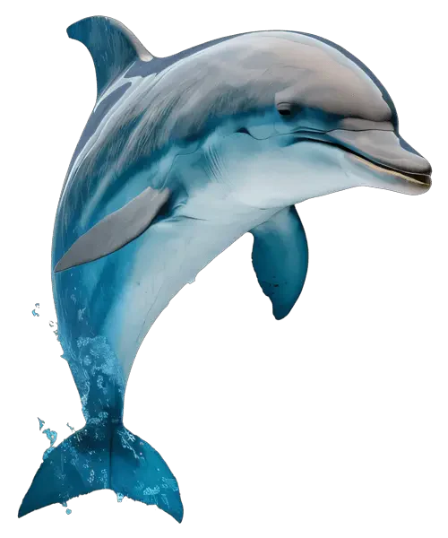 dolphin
