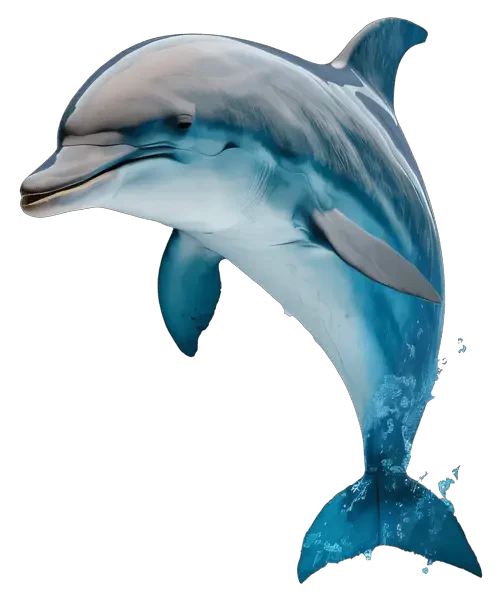 dolphin