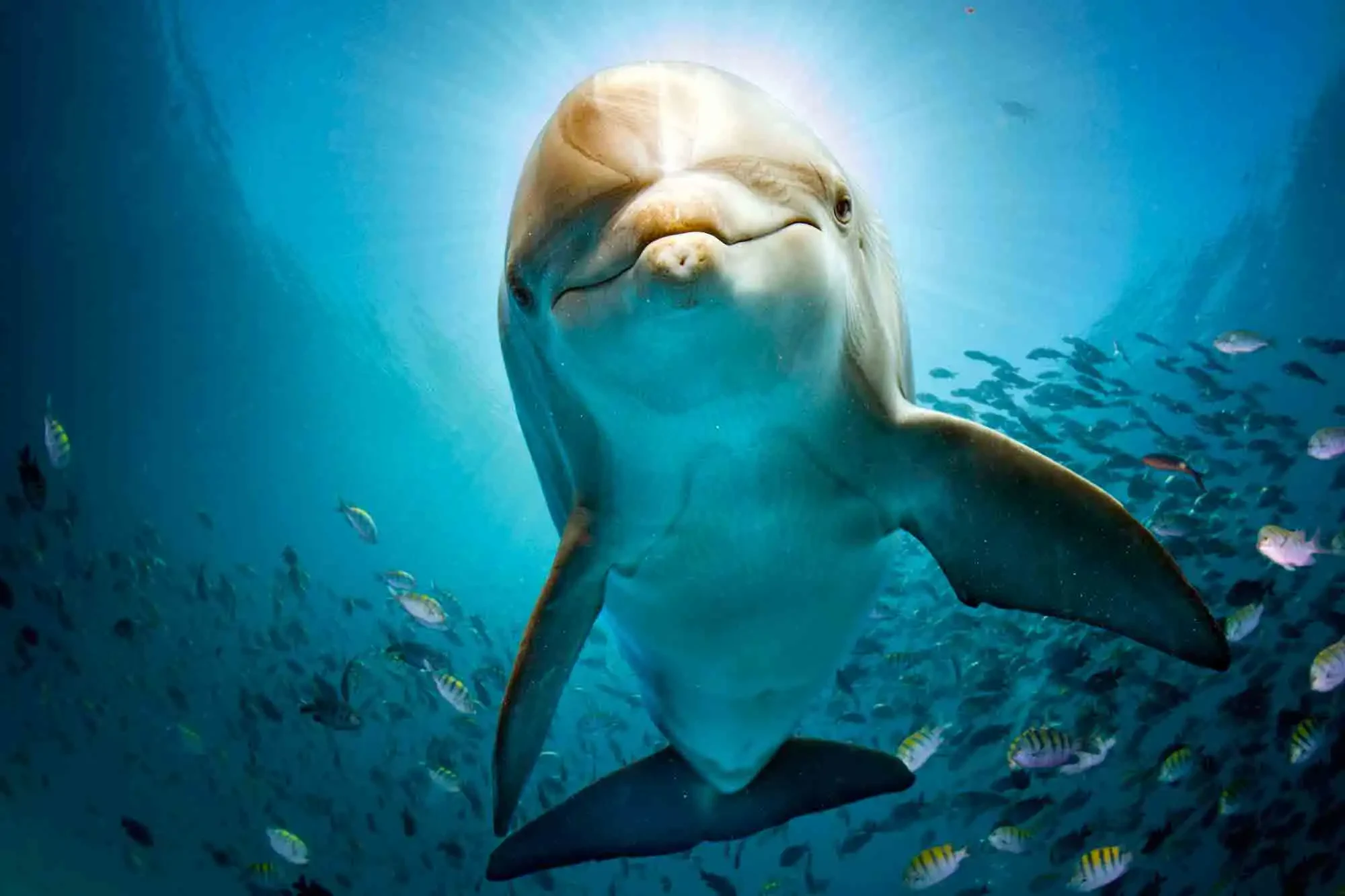 A playful dolphin swims through clear blue waters, surrounded by colorful fish, radiating a serene, joyful energy.